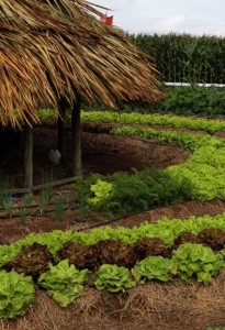 Agricultores apostam em cultivo orgânico para vendas ao PAA
